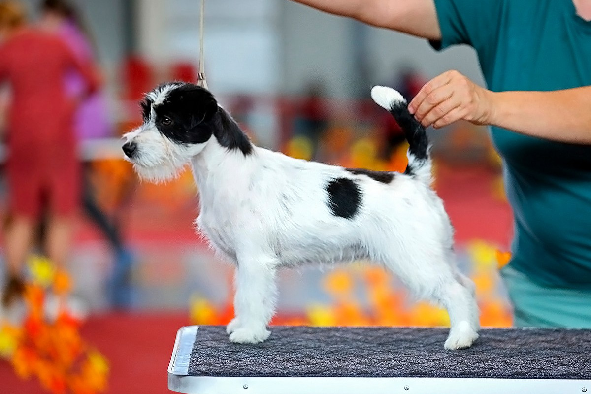 Port Fortis Polka Dot