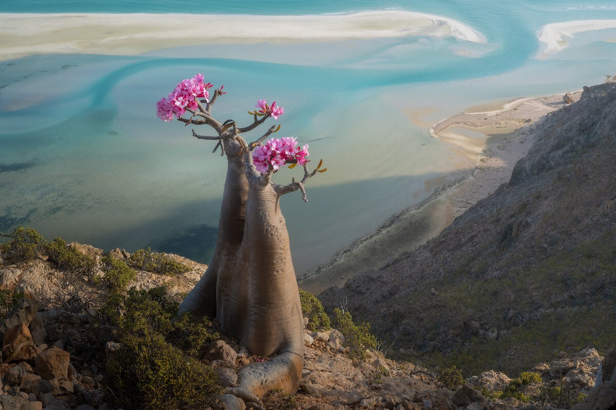 Сокотра!. Путешествуем вместе