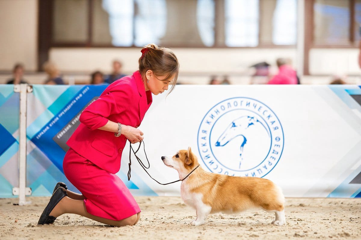 Услуги и цены. Фотограф. Фотограф-анималист. Москва