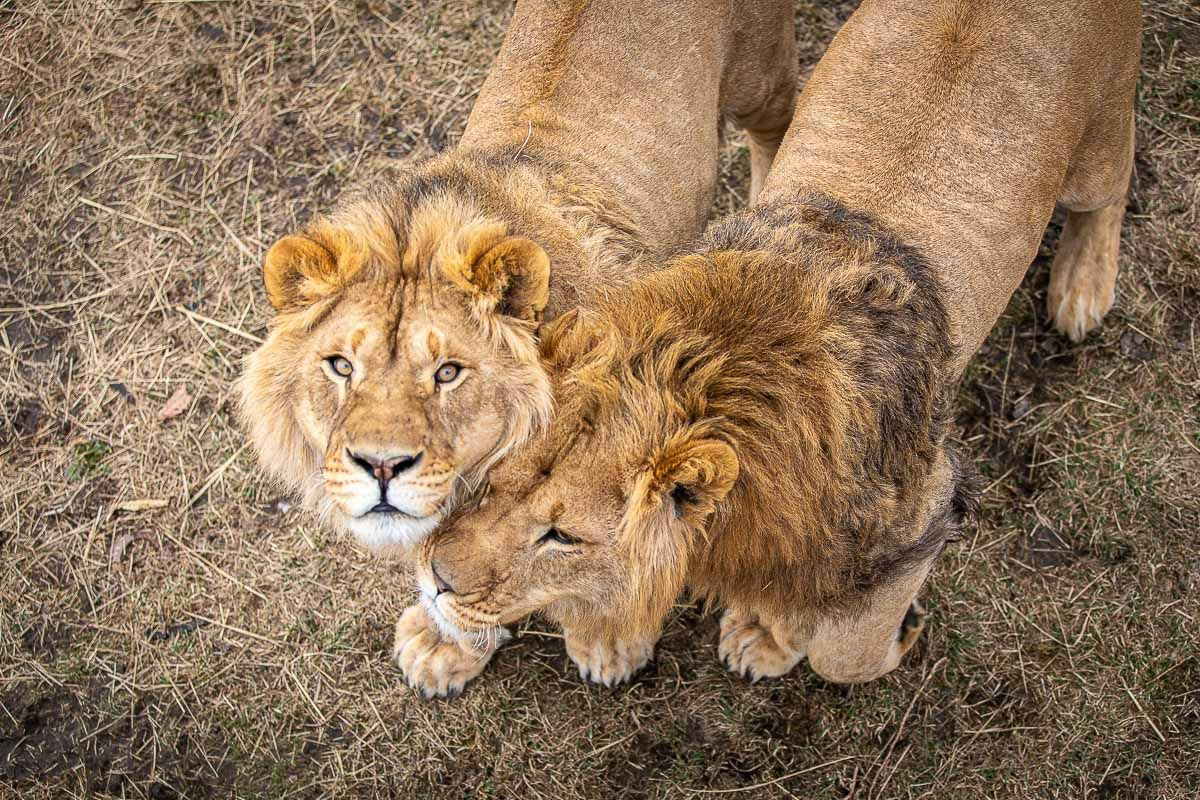 Публикации. Фотограф Антон Клейнос, Владивосток