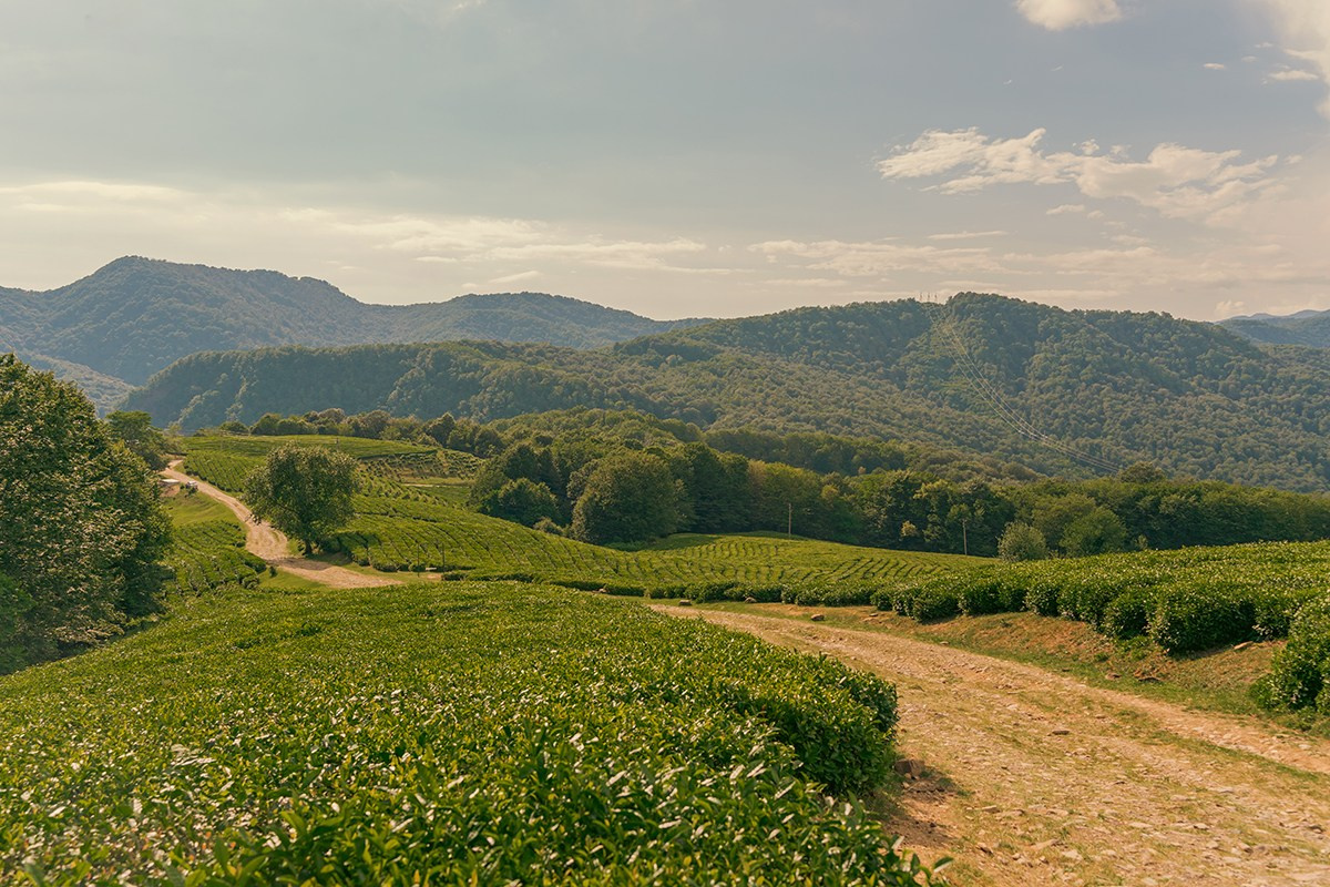 Самые северные чайные плантации в мире. Фотограф и искусствовед в Туле и Санкт-Петербурге Нелли Некрасова