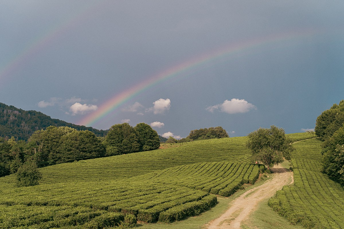 Самые северные чайные плантации в мире. Фотограф и искусствовед в Туле и Санкт-Петербурге Нелли Некрасова