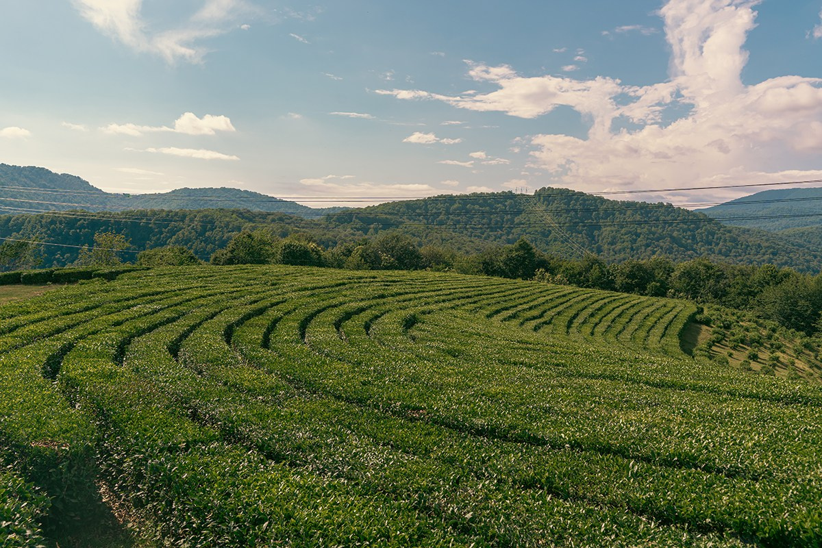 Самые северные чайные плантации в мире. Фотограф и искусствовед в Туле и Санкт-Петербурге Нелли Некрасова