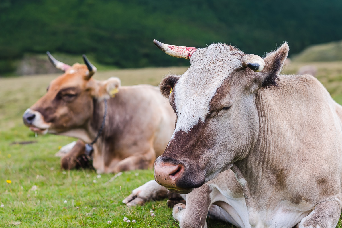Путешествие в Румынию | Часть 4/4. Фотограф Дмитрий Питерский