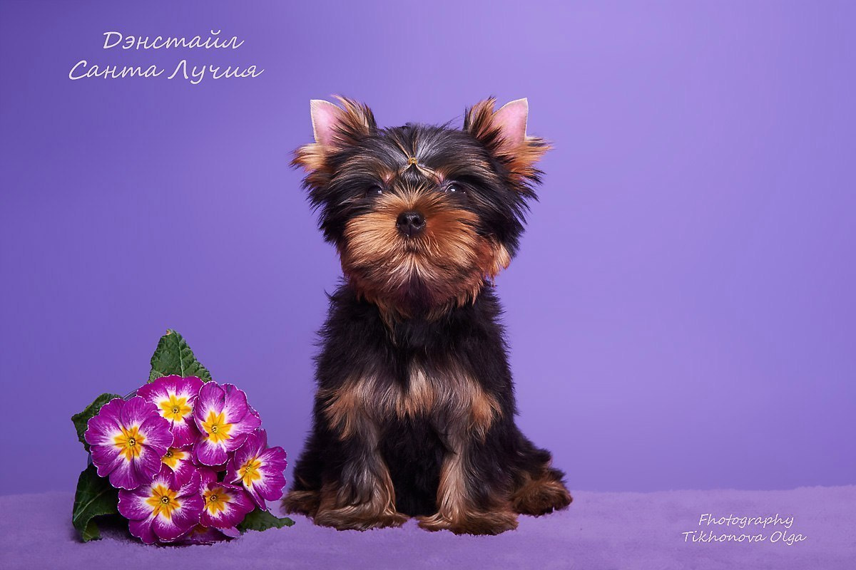 Дэнстайл Санта Лучия. Питомник Йоркширских терьеров Дэнстайл в Санкт-Петербурге заводчик Тих