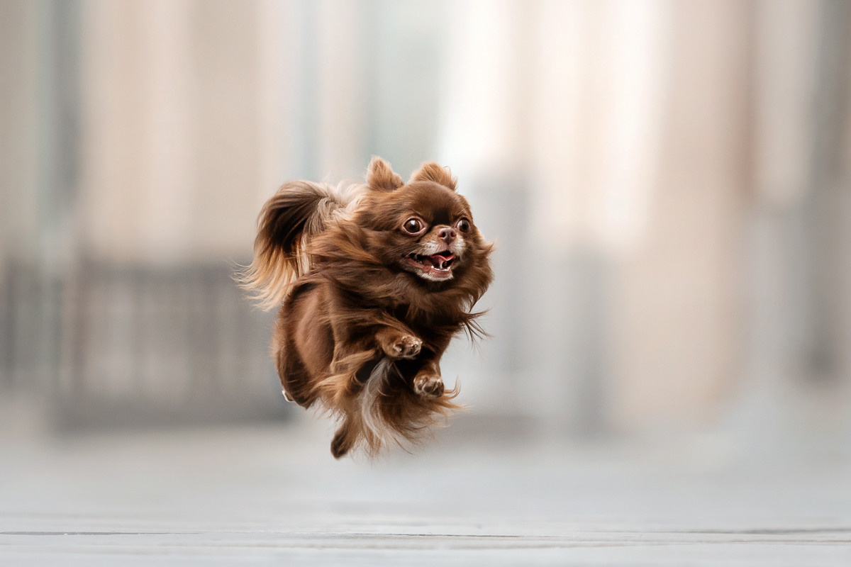 Как фотографировать домашних животных