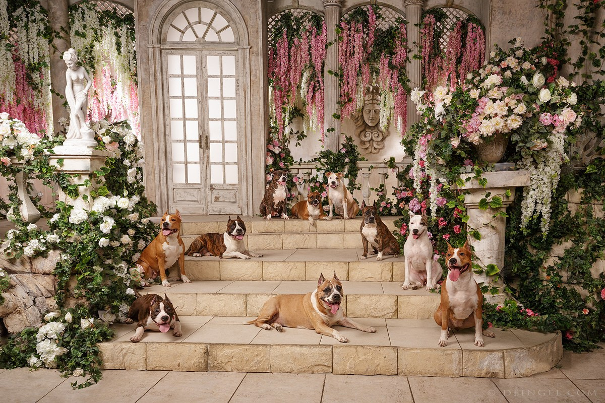 Выбираем тип съёмки (1). Фотограф-анималист Natalia Deingel | Фотосъемка собак в Москве