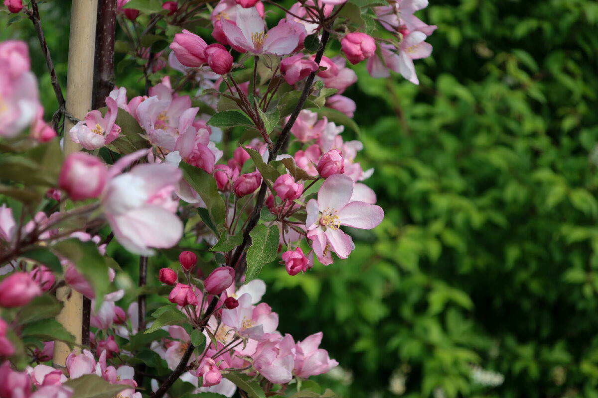 Фотопрогулка по Главному ботаническому саду им. Цицина в Москве. Проект «Фотокладовка»: блог уличной фотографии в формате street photo