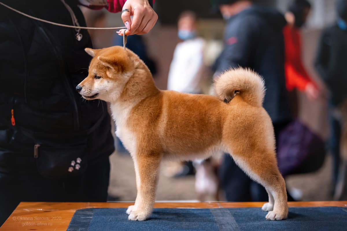 2020. SHIOMARU Питомник сиба и акита-ину