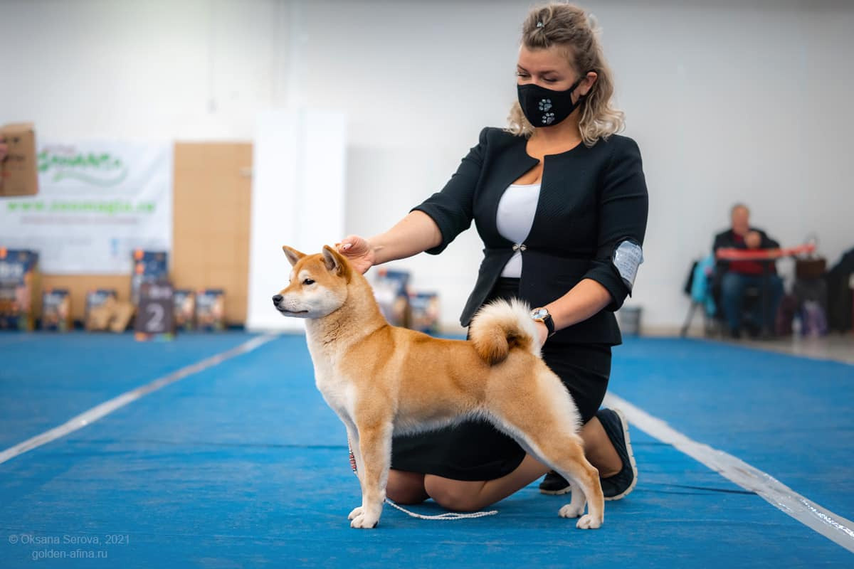 2021. SHIOMARU Shiba and Akita Inu Kennel