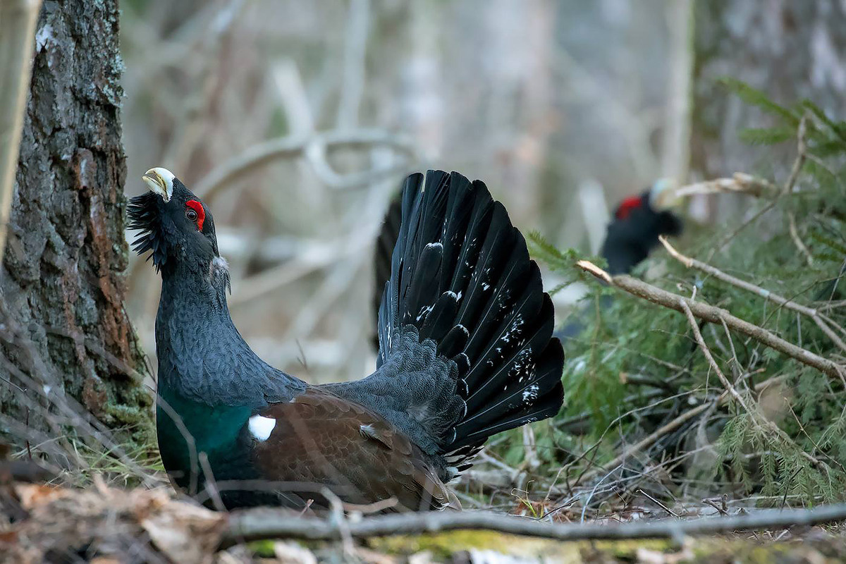 фототуры, фототур, экспедиция, животные, приключение, путешествие, поездка, глухарь, туры выходного дня, туры по России, фототуры по России, дикая природа