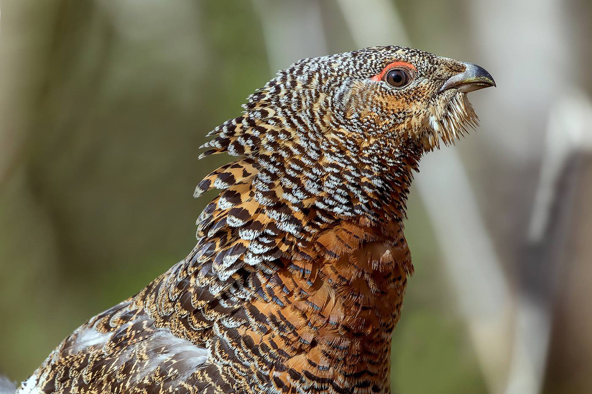 фототуры, фототур, экспедиция, животные, приключение, путешествие, поездка, глухарь, туры выходного дня, туры по России, фототуры по России, дикая природа