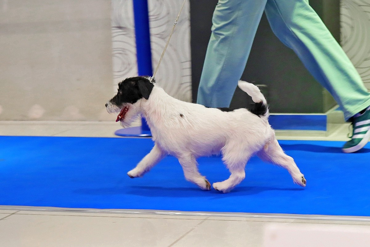 СУКИ / FEMALES. Щенки джек рассел терьера, питомник РКФ, питомник джек рассел терьеров, питомник Порт Фортис, kennel PORT FORTIS