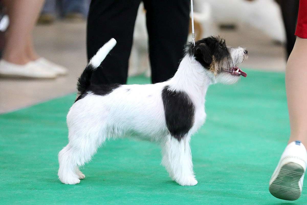 СУКИ / FEMALES. Щенки джек рассел терьера, питомник РКФ, питомник джек рассел терьеров, питомник Порт Фортис, kennel PORT FORTIS