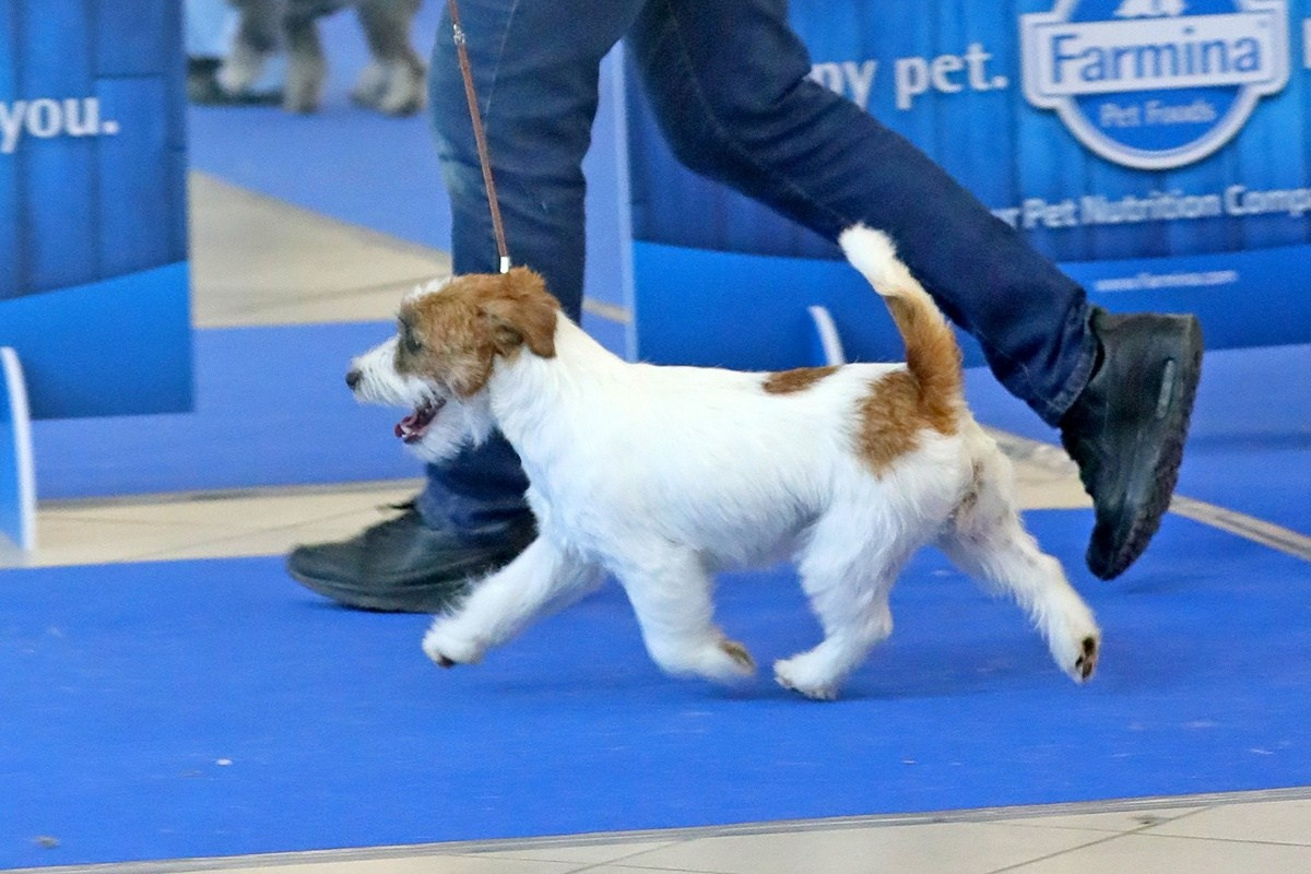 Port Fortis Nord Star