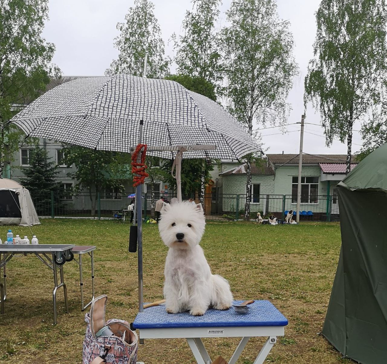 Новости питомника собак. Питомник собак породы вест хайленд вайт терьер в Москве