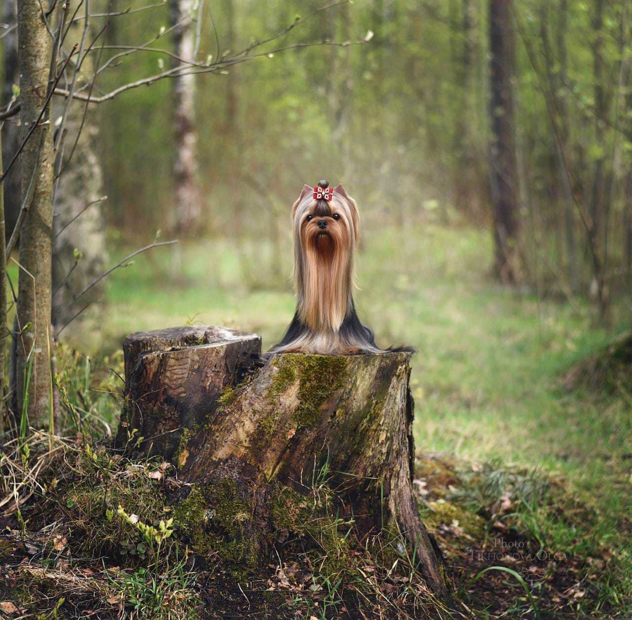 ДЭНСТАЙЛ ЯНА. Питомник Йоркширских терьеров Дэнстайл в Санкт-Петербурге заводчик Тих