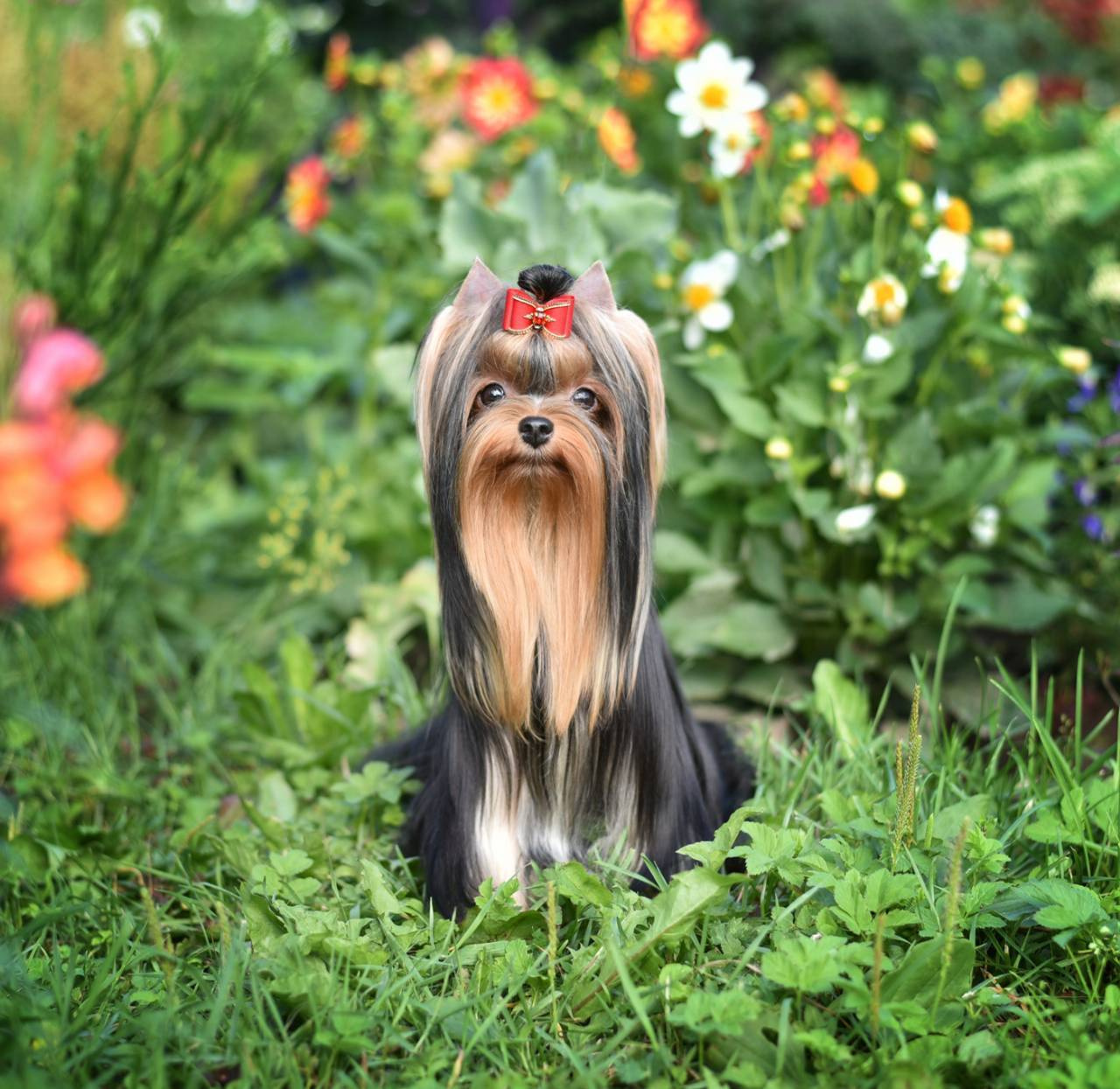 ДЭНСТАЙЛ МИЛИАННА. Питомник Йоркширских терьеров Дэнстайл в Санкт-Петербурге заводчик Тих