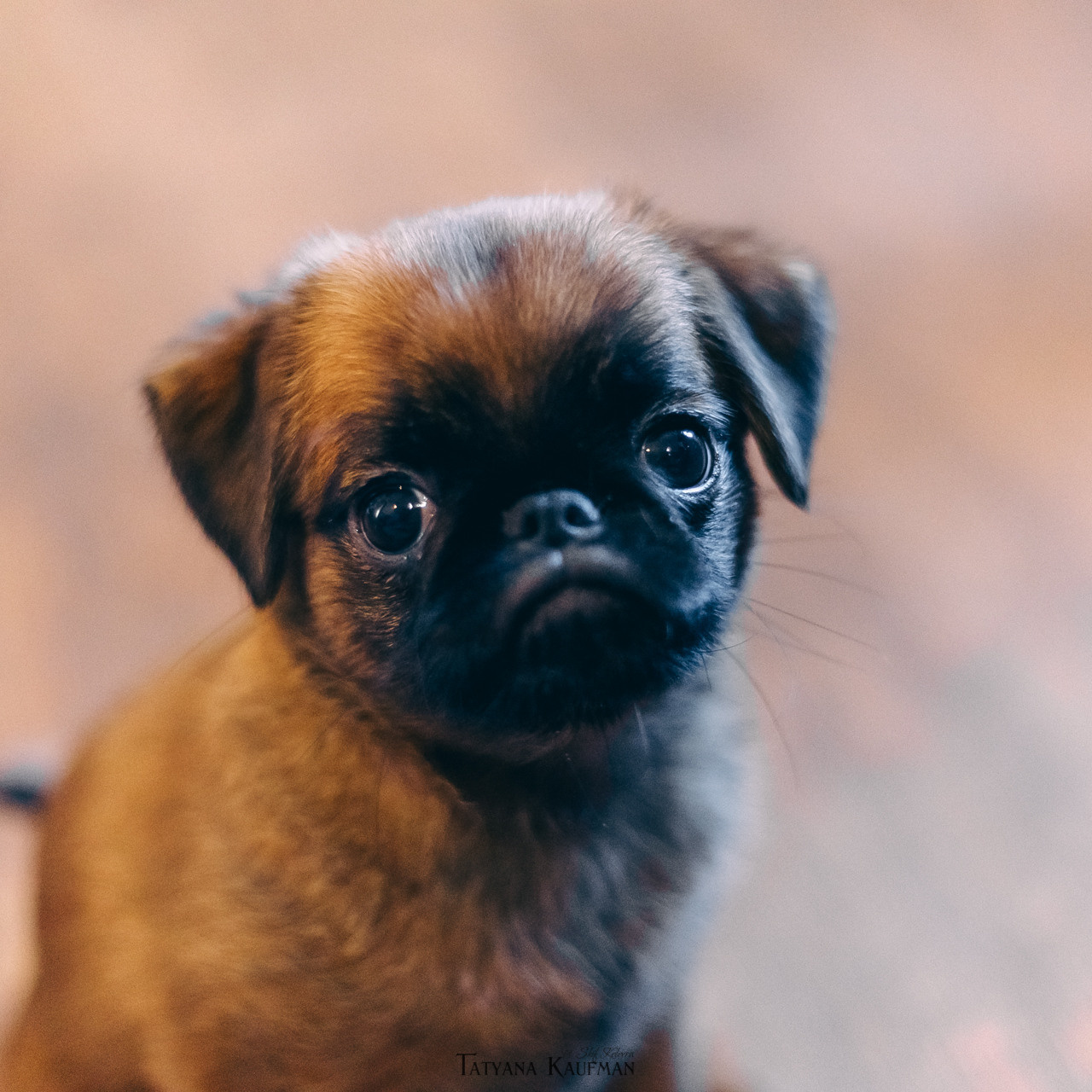 Пост — знакомство. Фотограф Анималист из Новосибирска Татьяна Кауфман