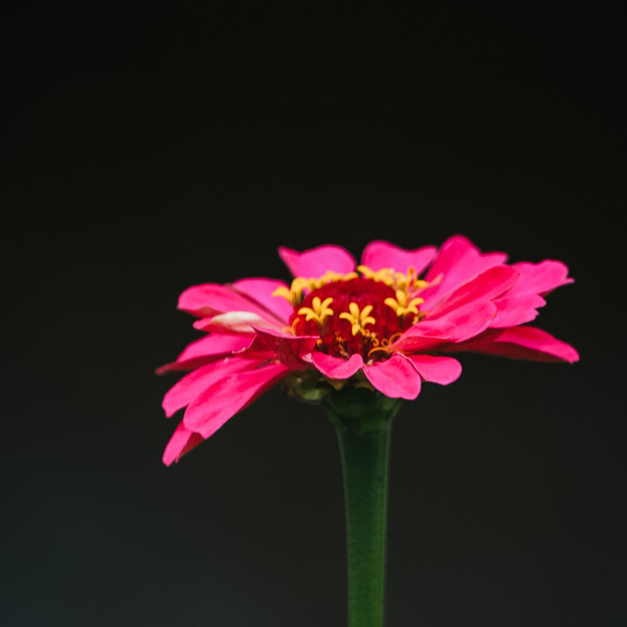 Услуги. Danna Dark. Фотограф | Красноярск