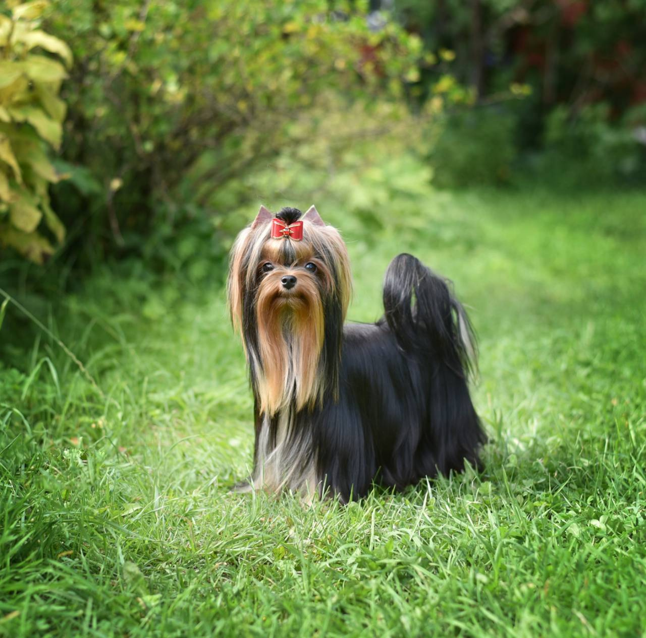 ДЭНСТАЙЛ МИЛИАННА. Питомник Йоркширских терьеров Дэнстайл в Санкт-Петербурге заводчик Тих