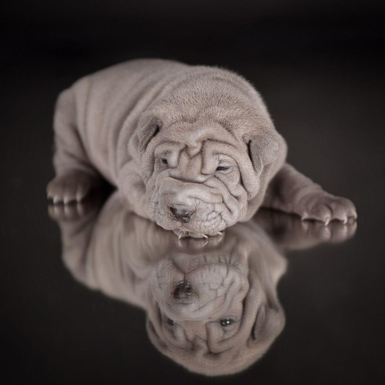 Питомник собак Иркутск