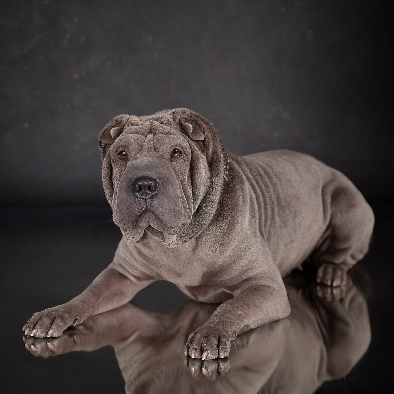 Питомник собак Иркутск