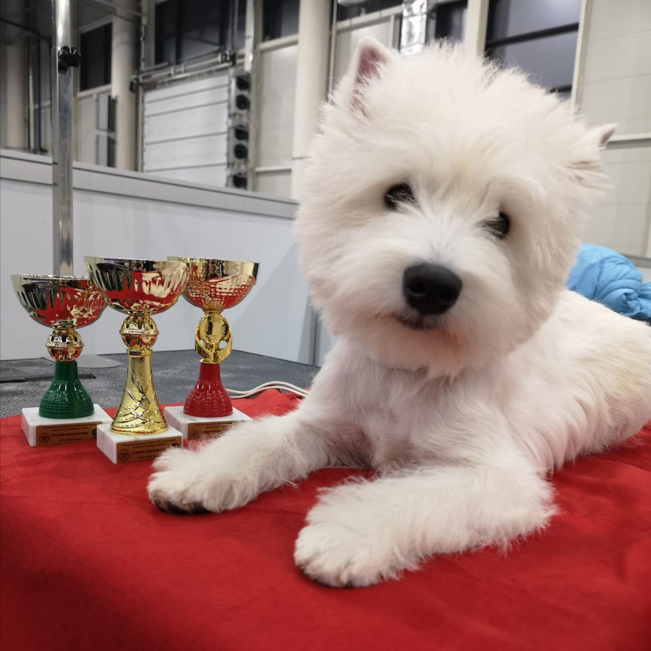 Новости питомника собак. Питомник собак породы вест хайленд вайт терьер в Москве