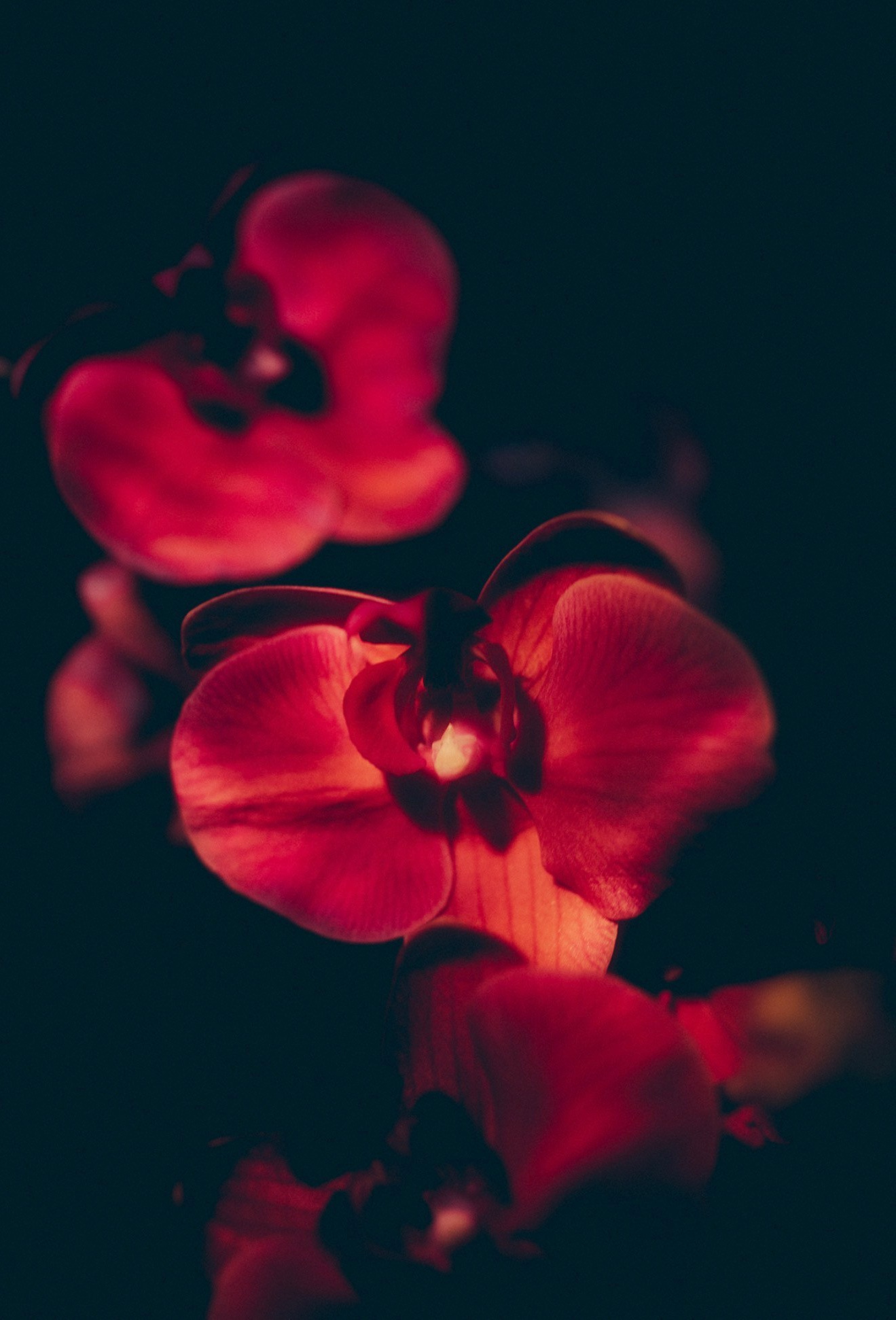 Канзитдинова Мадина. ARTEXPOPHOTO
