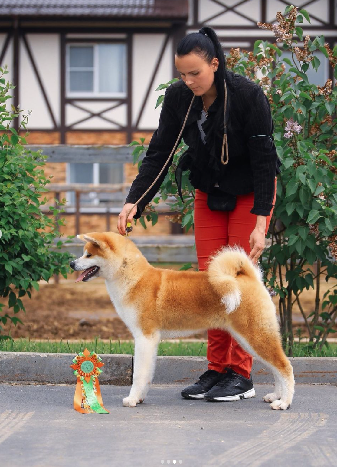 Dog Shows. Kennel Akita inu