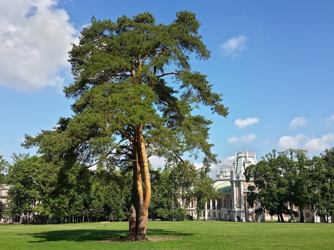 Разбор локаций Царицыно. Свадебный фотограф в Москве Анастасия Шелест