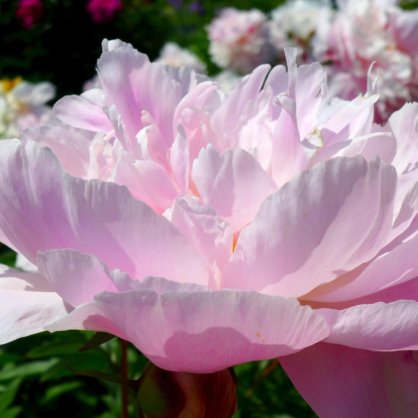 Фотограф для фотосессии беременности и материнства. Профессиональный фотограф в Москве, Измайлово