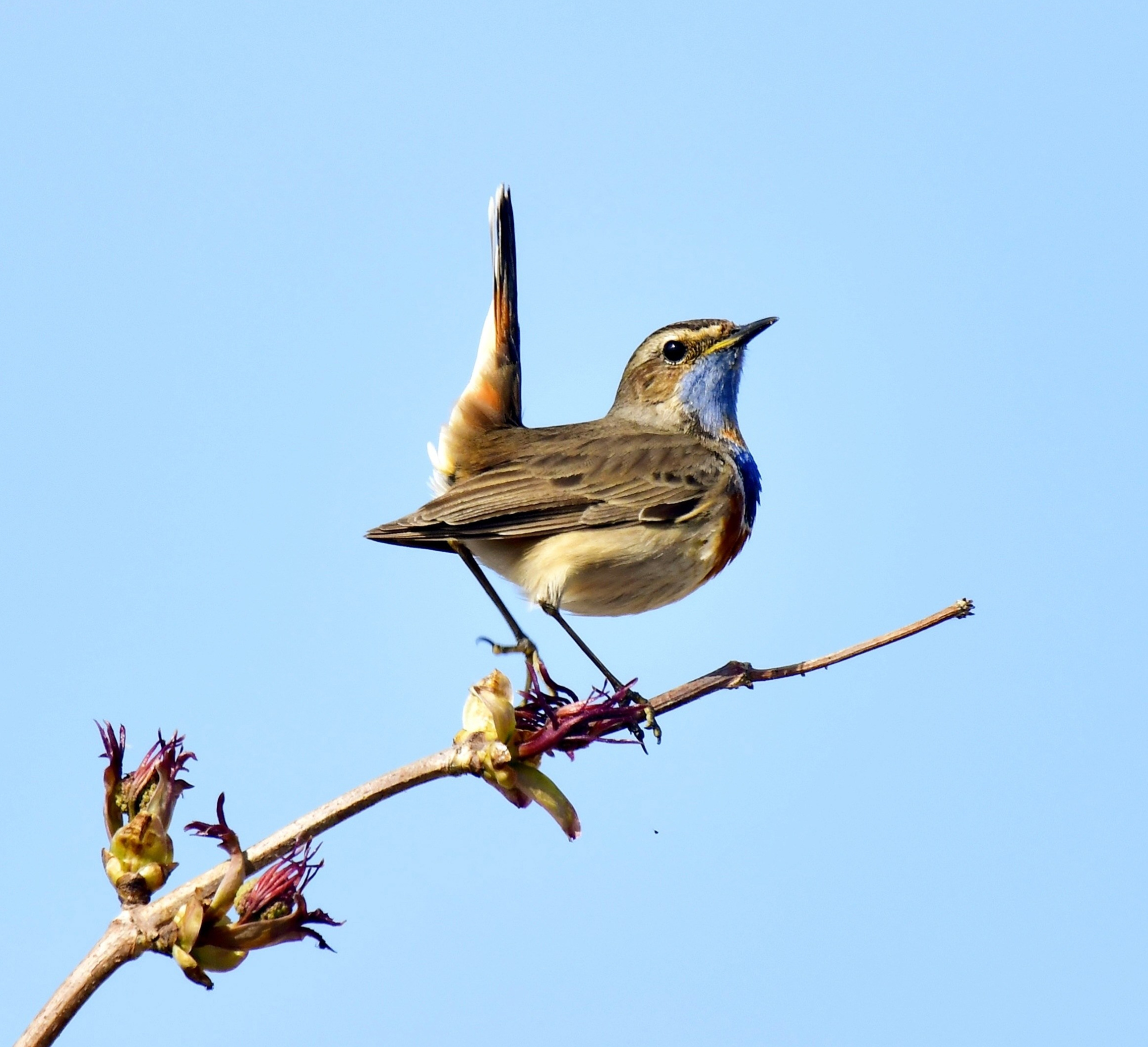 Images of wildlife. Artisistic photographs of Lena Sokolova