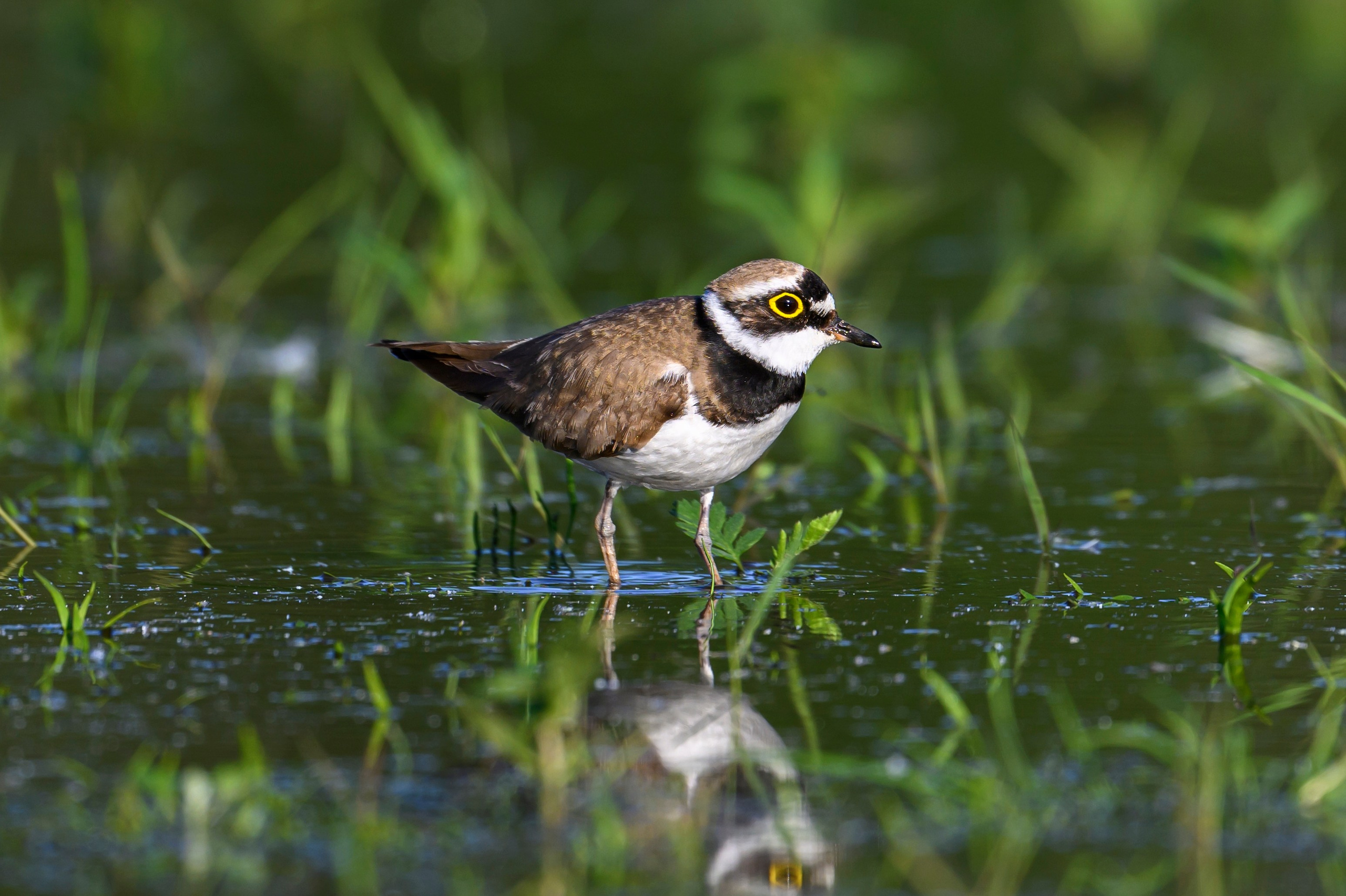 Малый зуек. Фотограф Сергей Пупонин