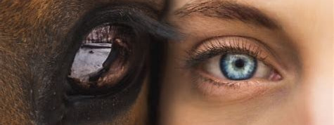 Liana Antanovich | Equestrian Strategies