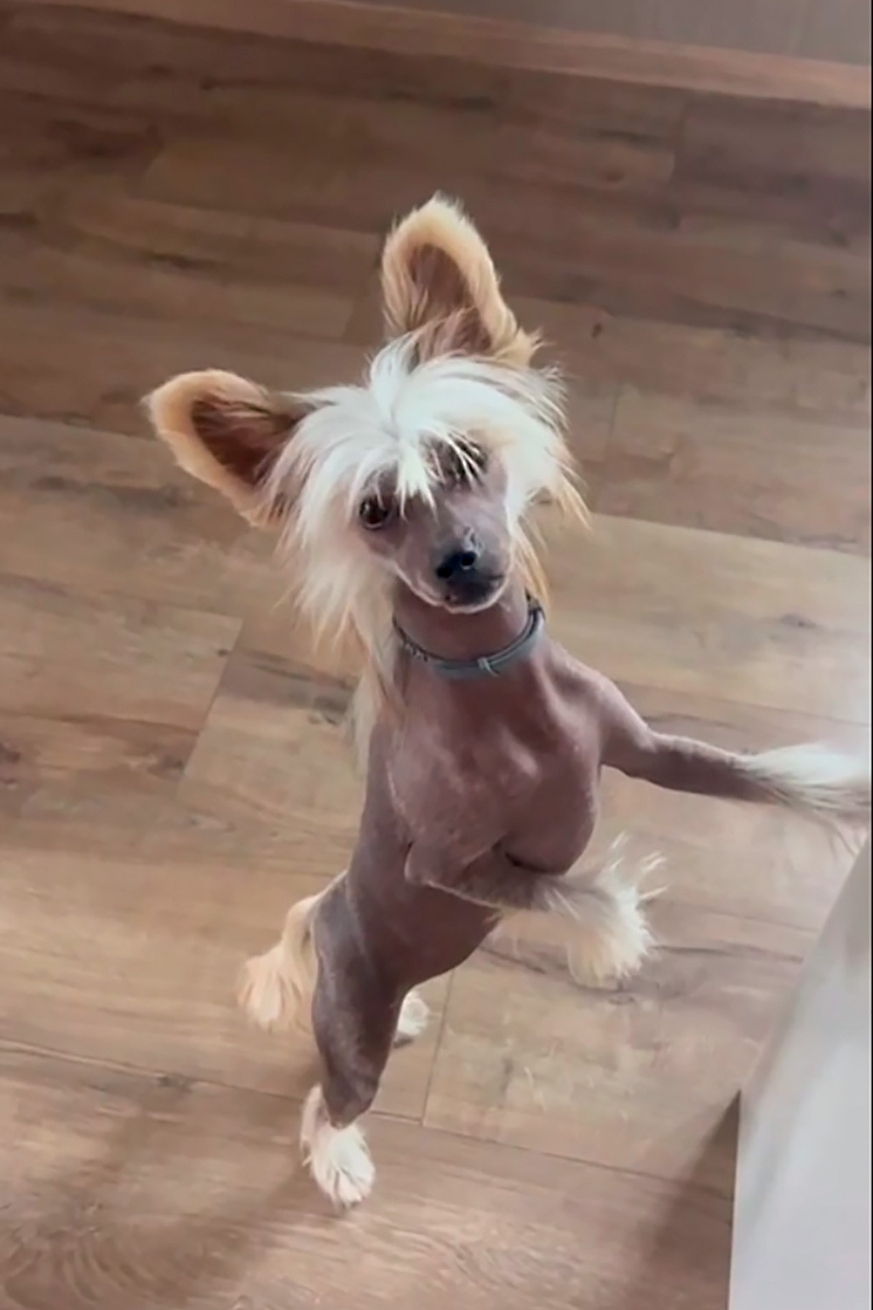 Gloria, Grace’s sister — 7 months. Chinese Crested Dog Kennel Poale Ell