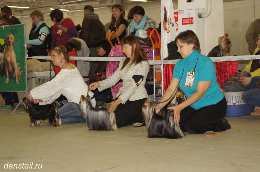 2014 г Результаты выставок. Питомник Йоркширских терьеров Дэнстайл в Санкт-Петербурге заводчик Тих