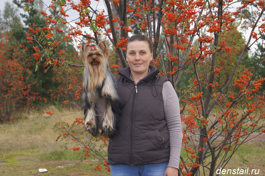 2014 г Результаты выставок. Питомник Йоркширских терьеров Дэнстайл в Санкт-Петербурге заводчик Тих