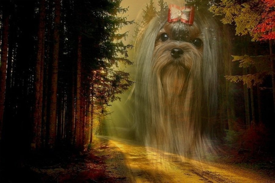 Дэнстайл Шелди. Питомник Йоркширских терьеров Дэнстайл в Санкт-Петербурге заводчик Тих