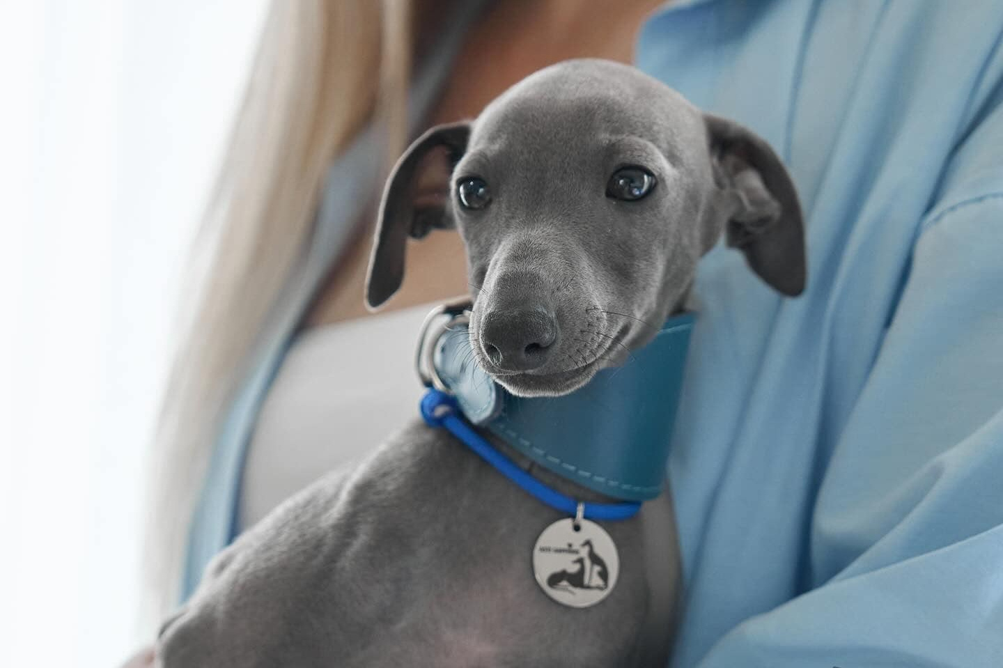 Online store. Professional Italian Greyhound Kennel RKF/FCI ASTI SAPPHIRE 💎 Sochi|St. Petersburg
