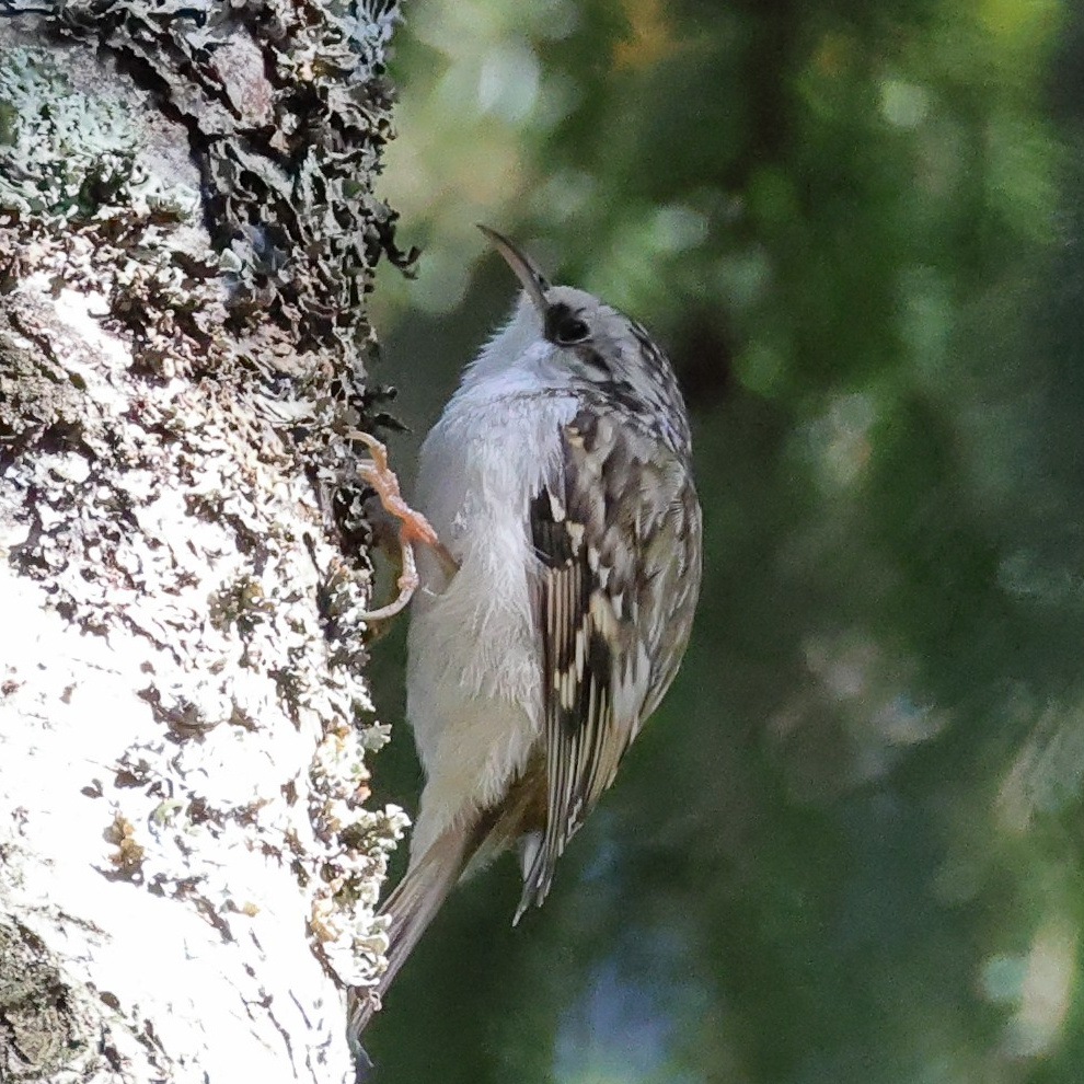 Утренний лес