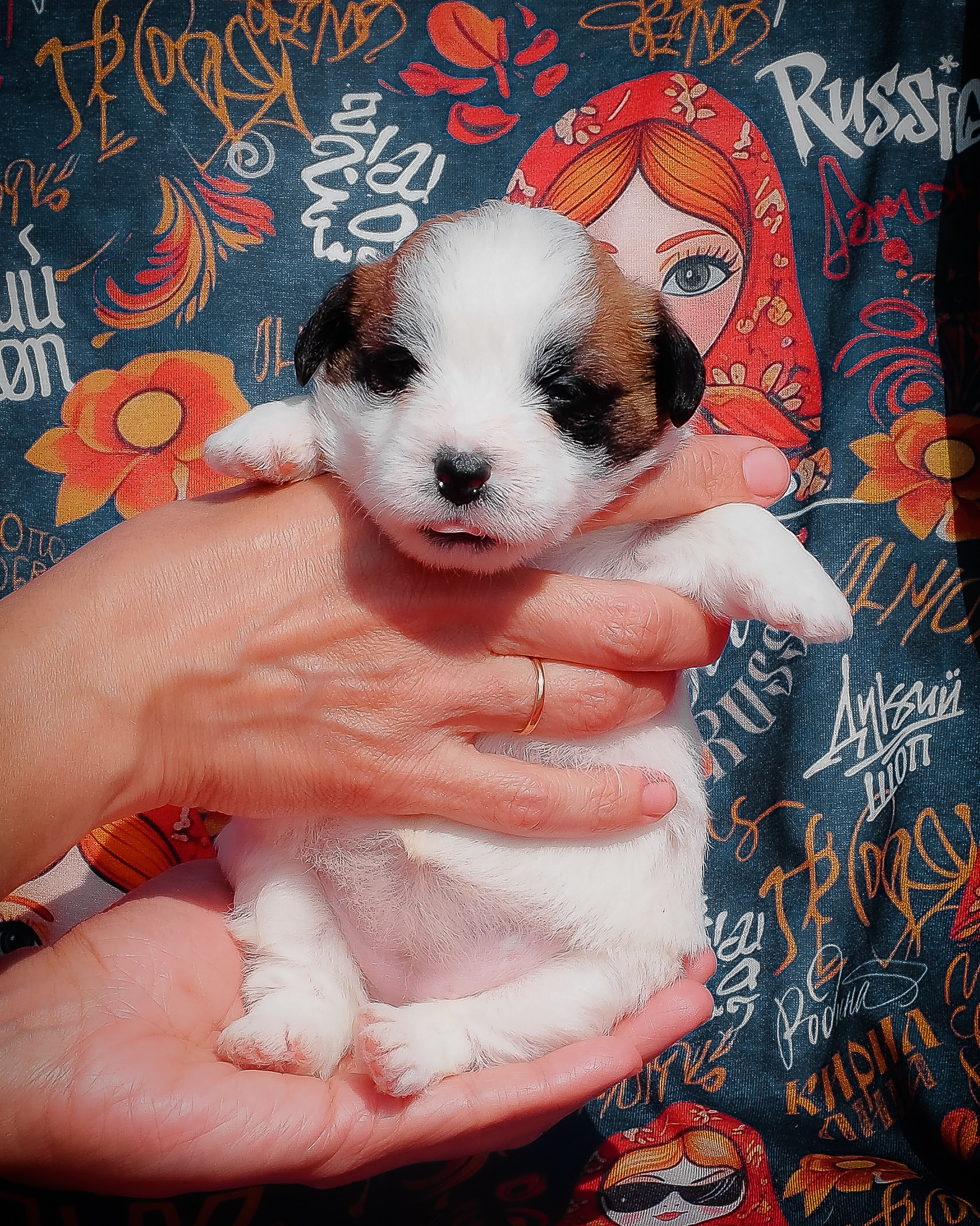 LITTER «В» 23/04/2026. CANE MAESTRO — kennel Jack Russell Terrier