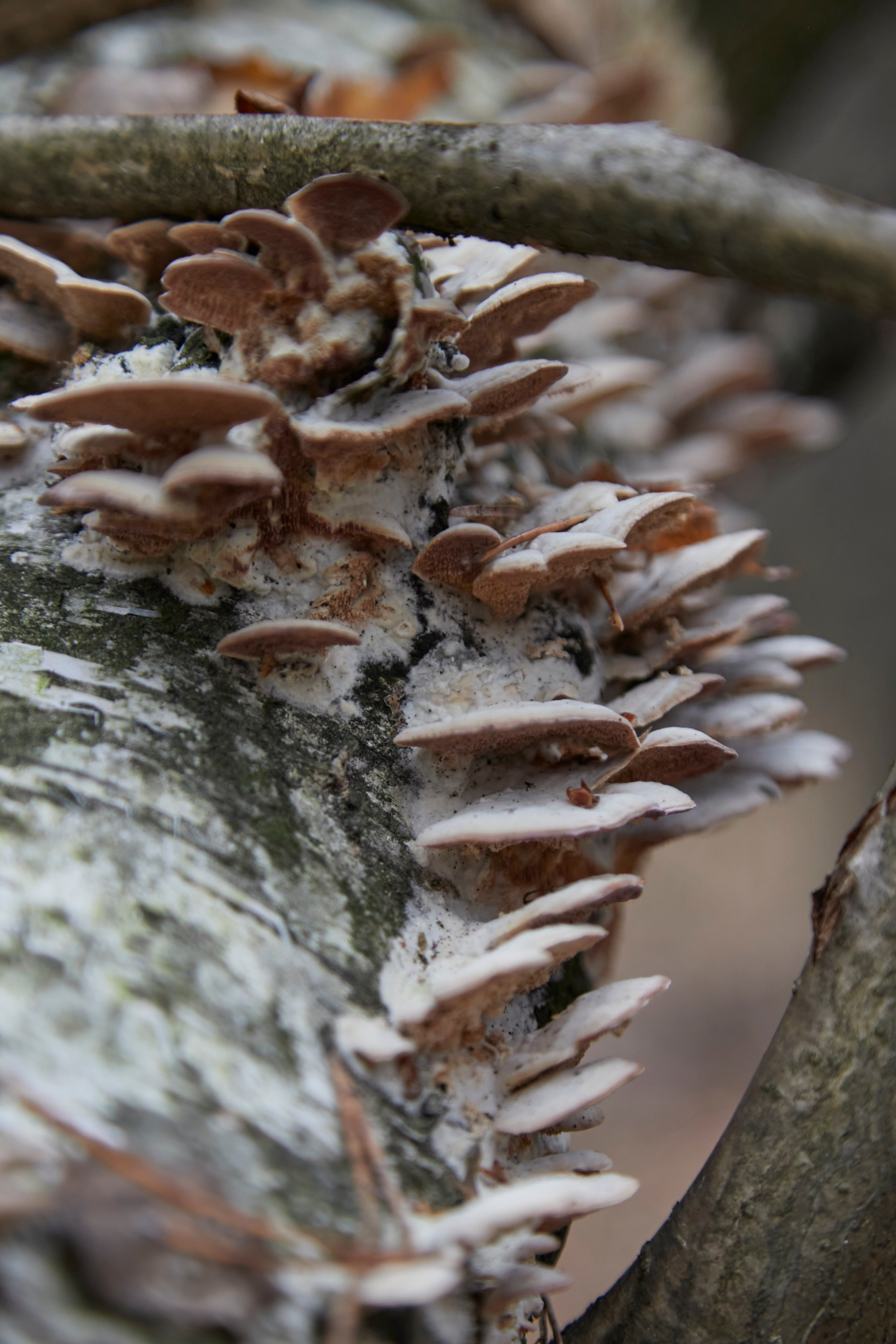 Люблю брать с собой фотоаппарат на прогулки в лесу или на природе. Осенью особое настроение в природе...ну вы знаете.