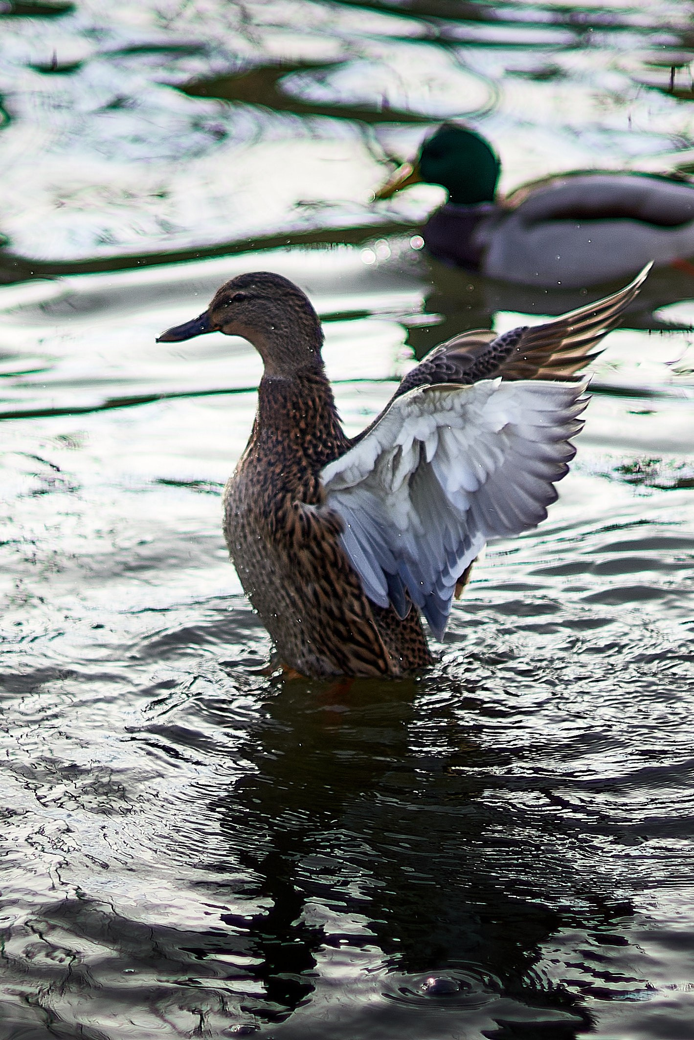Утки, которые остаются зимовать на реке Яуза в Мытищах. Reportage event photographer in Moscow Alexander Gladkiy