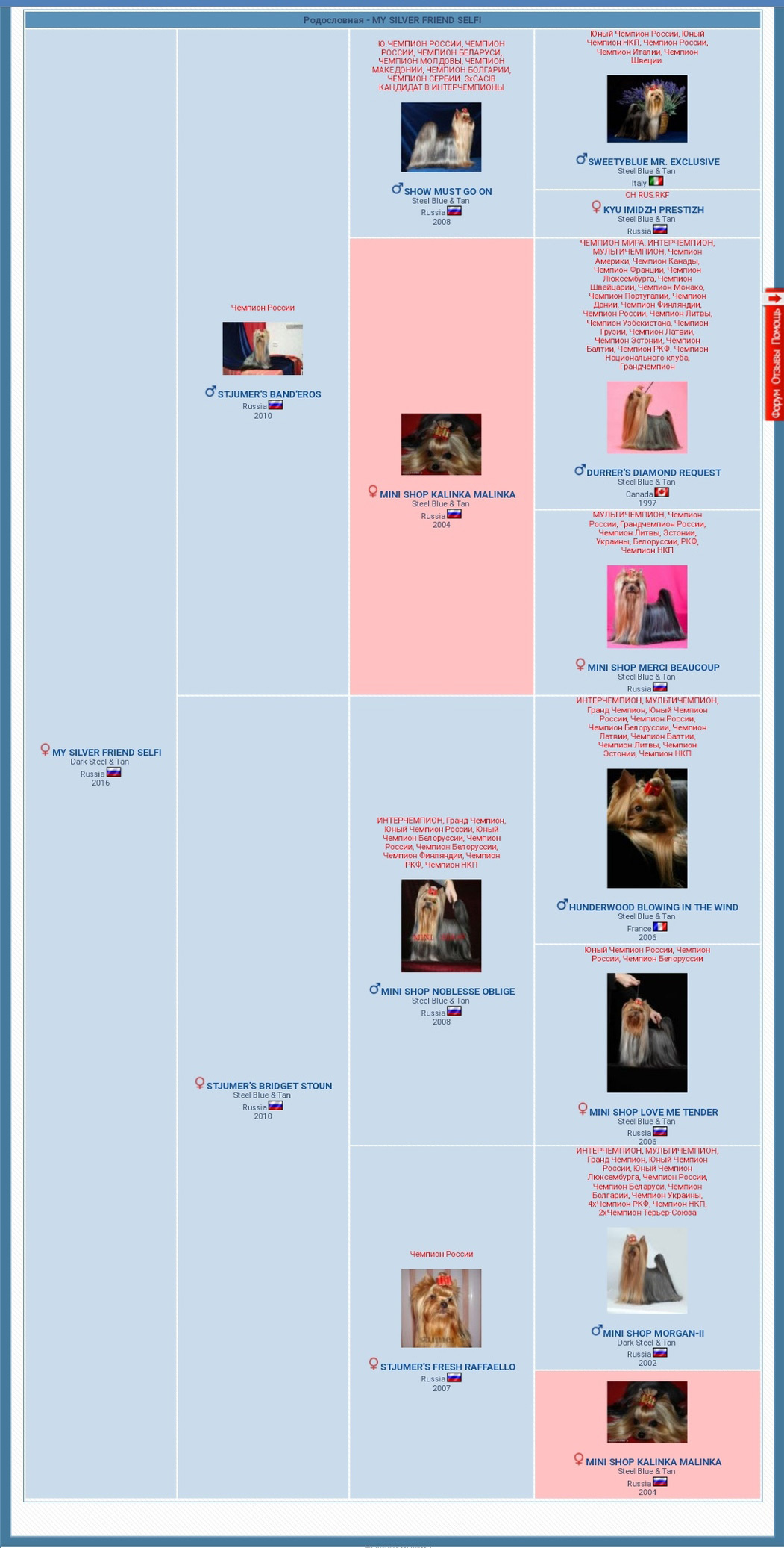 МАЙ СИЛЬВЕР ФРЕНД СЭЛФИ. Питомник Йоркширских терьеров Дэнстайл в Санкт-Петербурге заводчик Тих