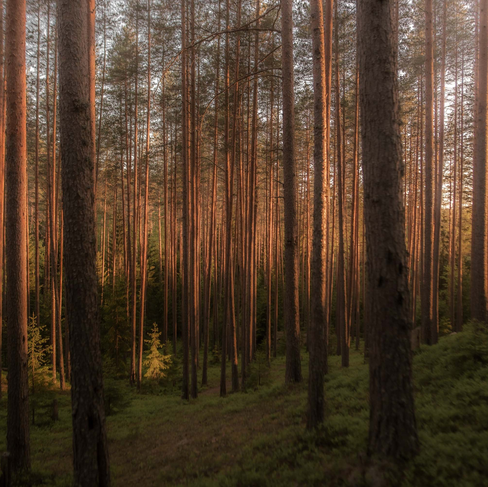 Шаманский фото-ретрит в Петяярви 2024. Лилия Гоца. Гунфу Шаолинь. Арт-фотография. Ретриты