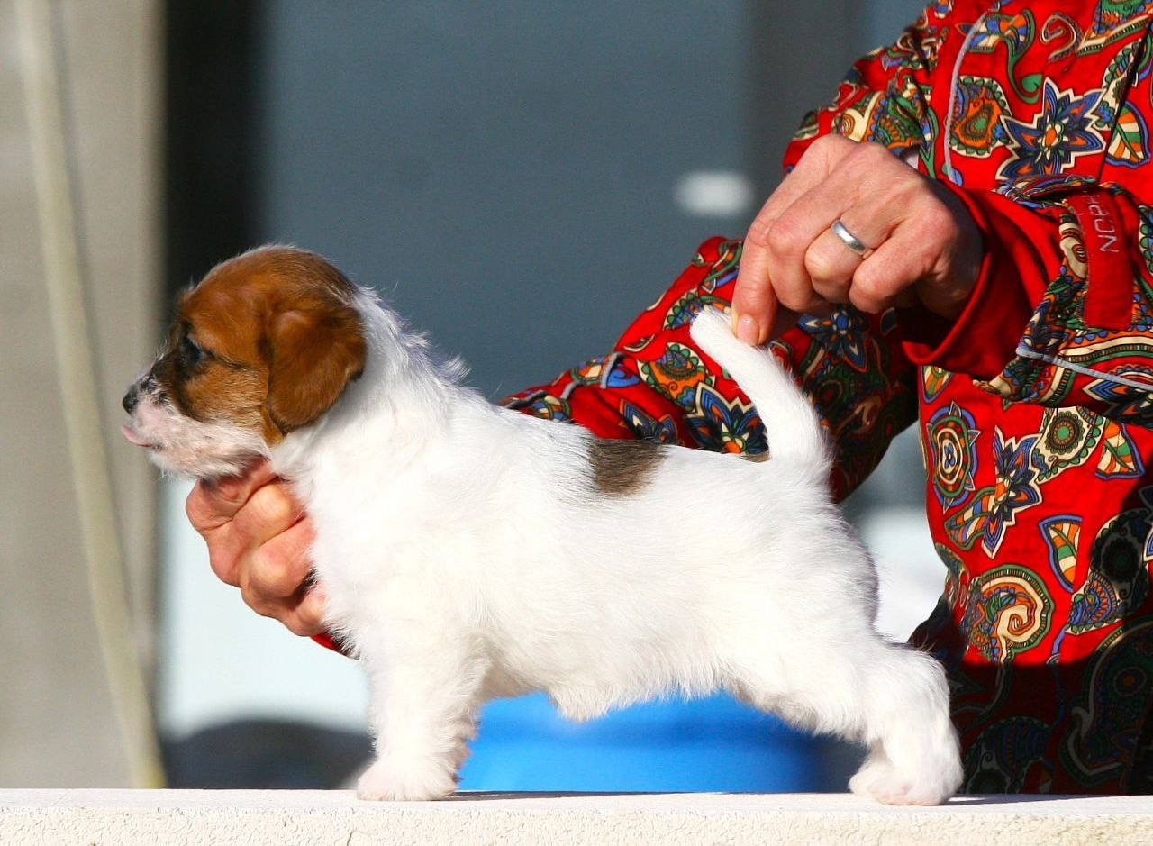 Lovely-Orange питомник джек рассел терьеров