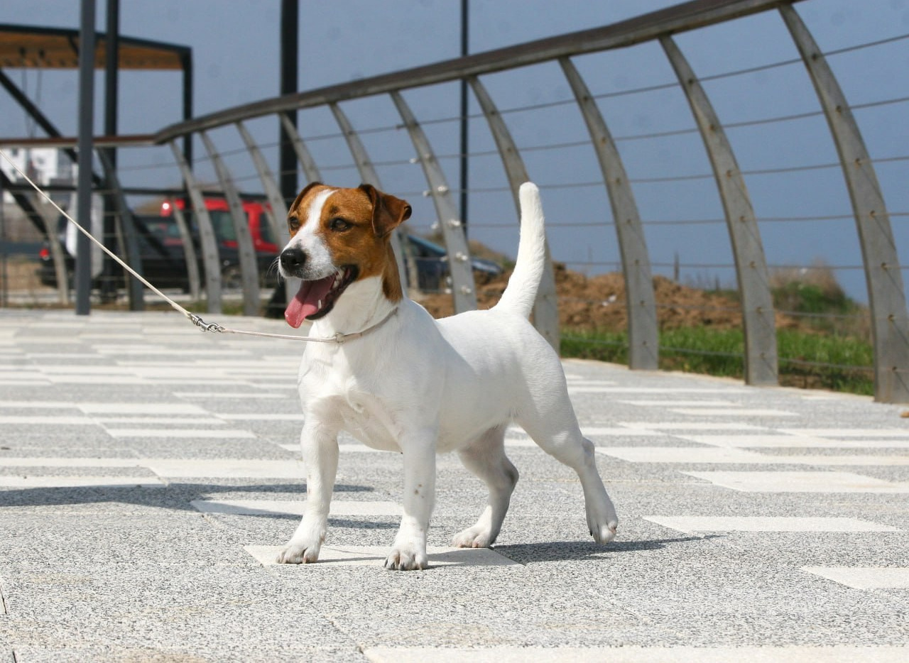 LITTER «K» 07.12.2025. Lovely Orange kennel Jack Russell Terrier FCI/RKF