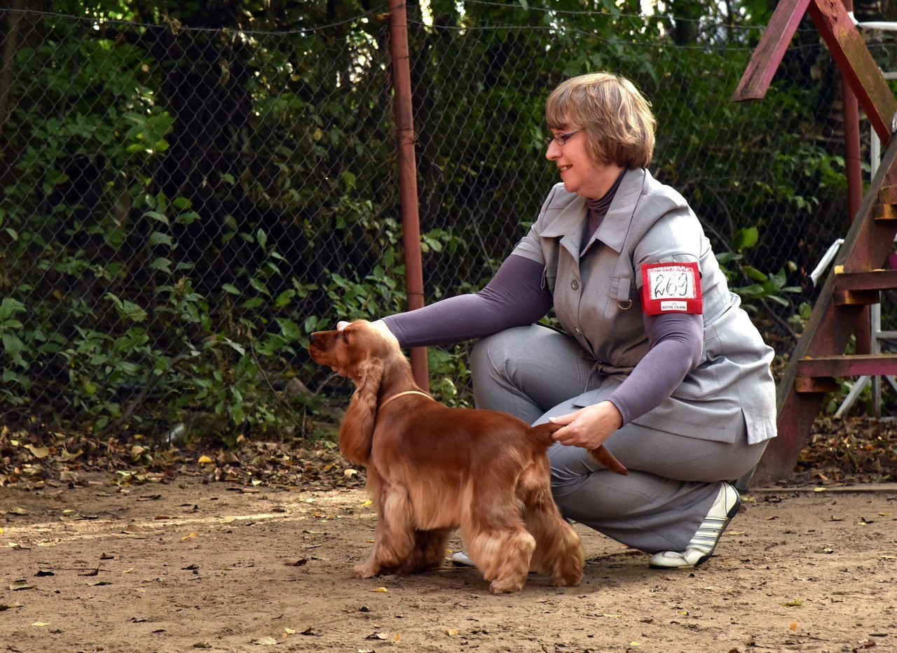 2015 г Результаты выставок. Питомник Йоркширских терьеров Дэнстайл в Санкт-Петербурге заводчик Тих