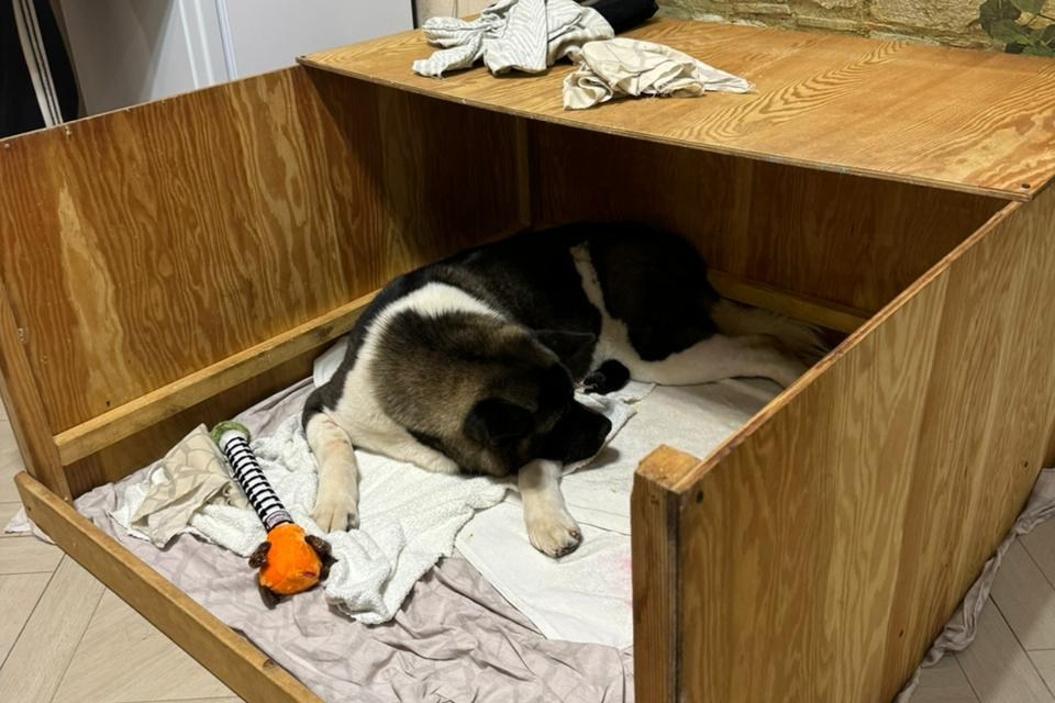 ПОМЕТЫ американских акит. AMERICAN AKITA RUBYLIGHT KENNEL I SHIBA-INU